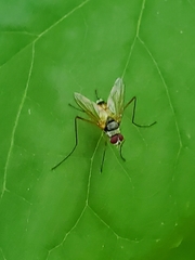 Cholomyia inaequipes