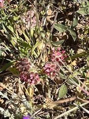 Anthyllis vulneraria rubriflora