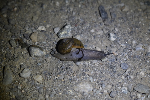 iNaturalist observation photo of Shoulderband Snails