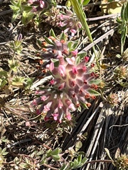 Anthyllis vulneraria rubriflora