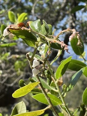 Arctostaphylos insularis