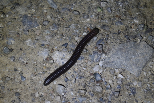 iNaturalist observation photo of Tylobolus