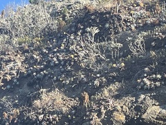 Hazardia detonsa