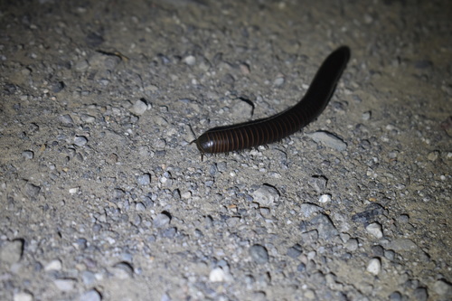 iNaturalist observation photo of Tylobolus