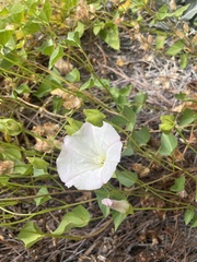 Calystegia macrostegia macrostegia
