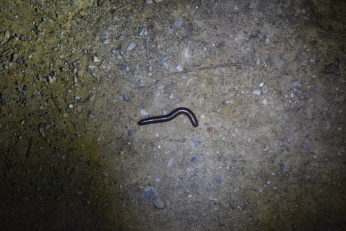 iNaturalist observation photo of Tylobolus
