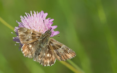 Muschampia floccifera