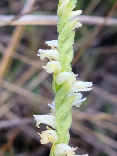 Image of Spiranthes laciniata by (c) Jay Horn, some rights reserved (CC BY)