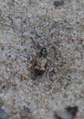 Tetragonoderus fasciatus