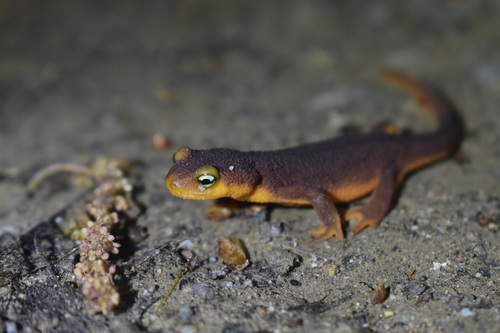 iNaturalist observation photo of California Newt