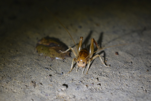 iNaturalist observation photo of California Camel Cricket