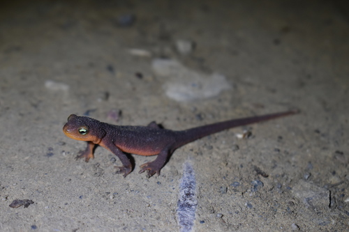 iNaturalist observation photo of California Newt