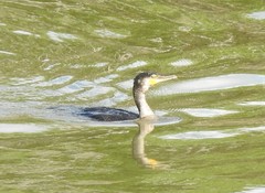 Phalacrocorax carbo
