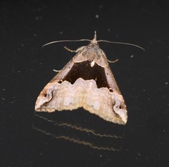 Hypena gonospilalis