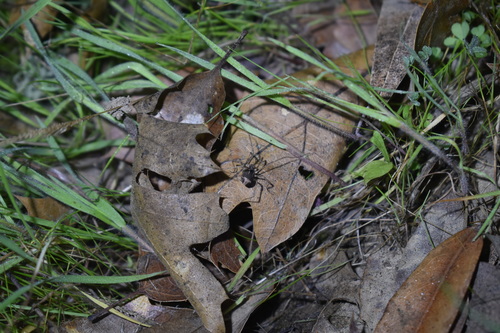 iNaturalist observation photo of Harvestmen