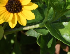 Helianthus debilis image