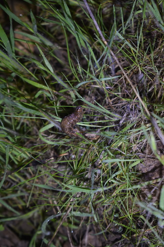 iNaturalist observation photo of Owlet Moths and Allies