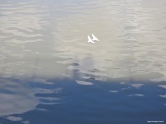 Columba livia domestica