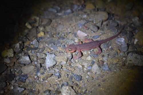 iNaturalist observation photo of California Newt
