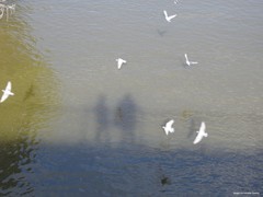 Columba livia domestica