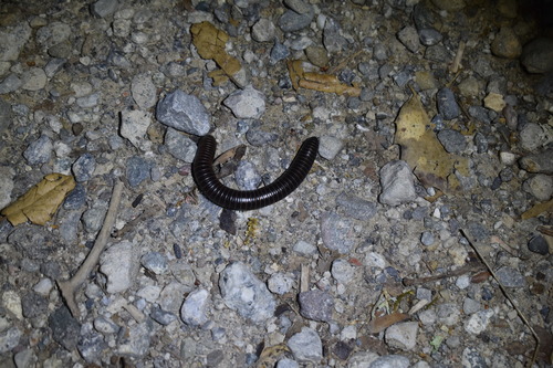 iNaturalist observation photo of Tylobolus