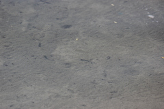 Poecilia mexicana