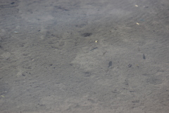 Poecilia mexicana