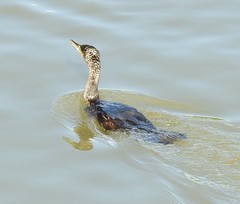 Phalacrocorax carbo