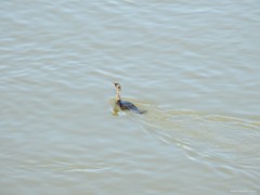 Phalacrocorax carbo