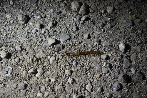 iNaturalist observation photo of Lithobiidae