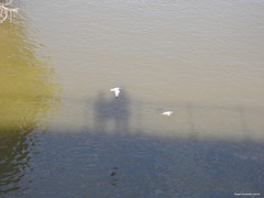 Columba livia domestica