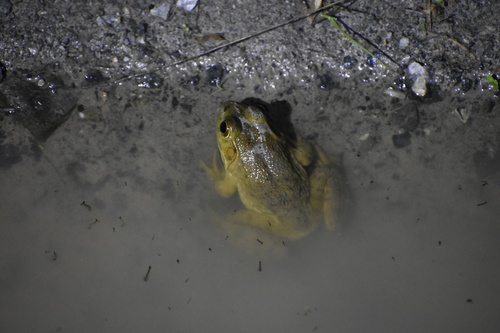 iNaturalist observation photo of American Bullfrog
