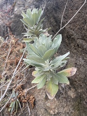 Hazardia detonsa