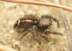 Pellenes tripunctatus