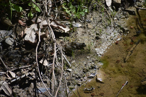 iNaturalist observation photo of American Bullfrog