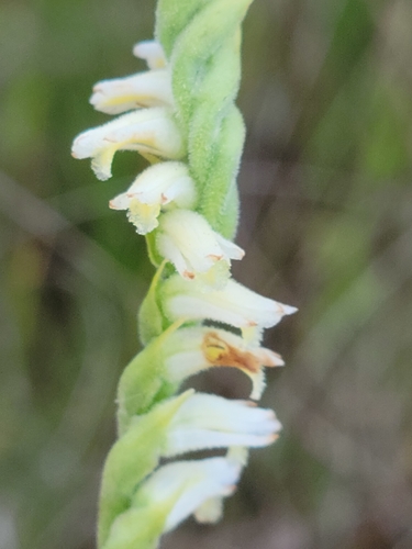 Image of Spiranthes laciniata by (c) Jay Horn, some rights reserved (CC BY)