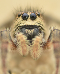 Pellenes tripunctatus