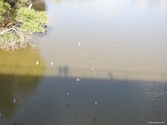 Columba livia domestica