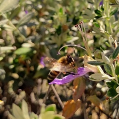 Apis mellifera