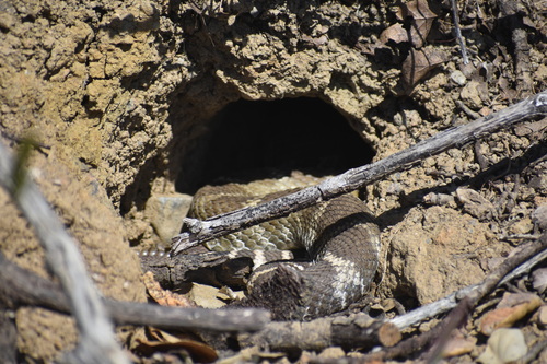 iNaturalist observation photo of Northern Pacific Rattlesnake