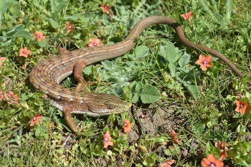 iNaturalist observation photo of Southern Alligator Lizard