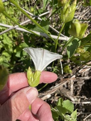 Calystegia macrostegia macrostegia