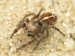 Pellenes tripunctatus