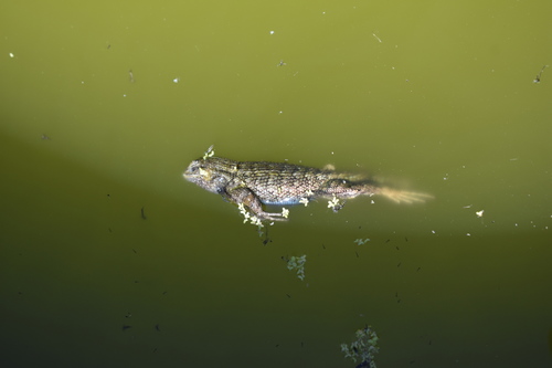iNaturalist observation photo of Western Fence Lizard