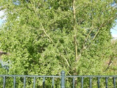 Fraxinus angustifolia