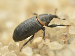 Mecinus collaris