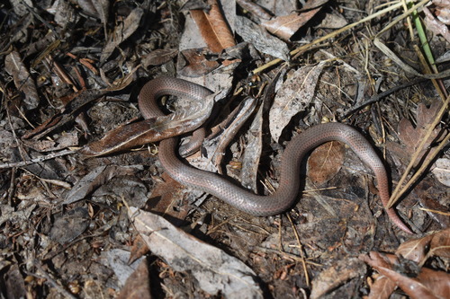 iNaturalist observation photo of Common Sharp-tailed Snake
