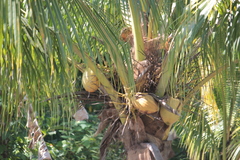 Cocos