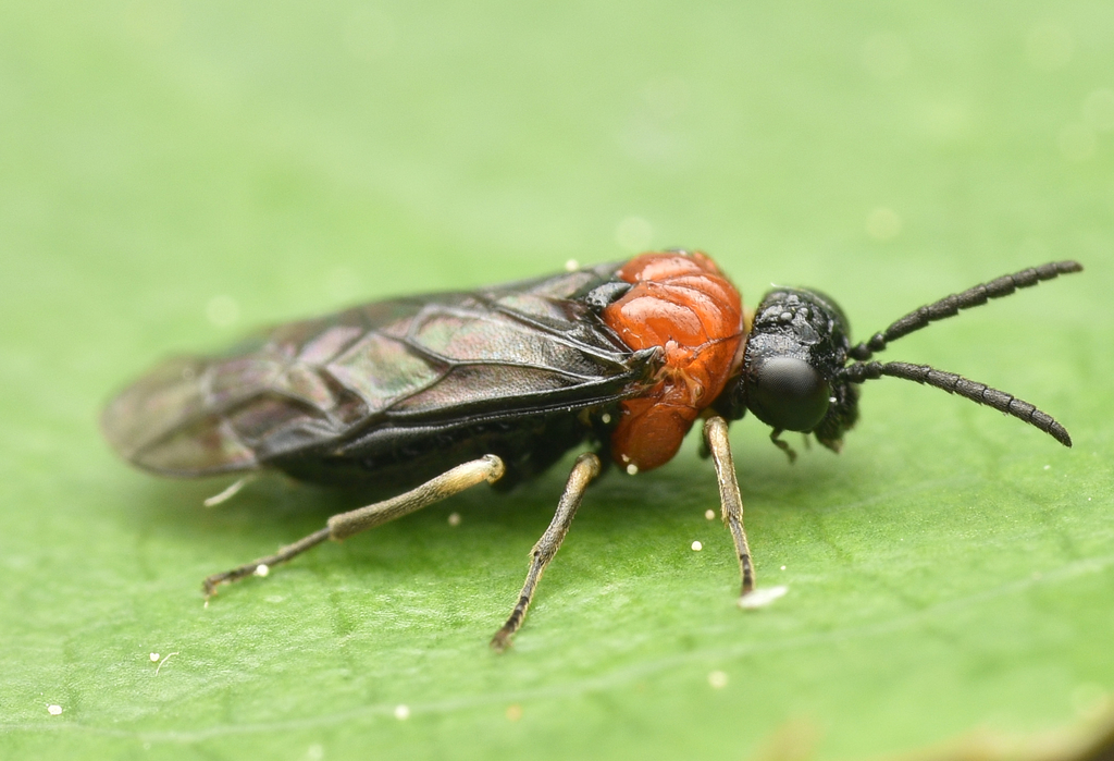 Saddleback Grass-cutter, photo 1 of 10