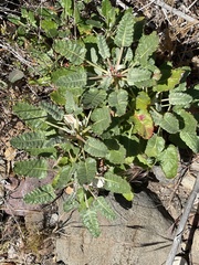 Eriogonum grande rubescens